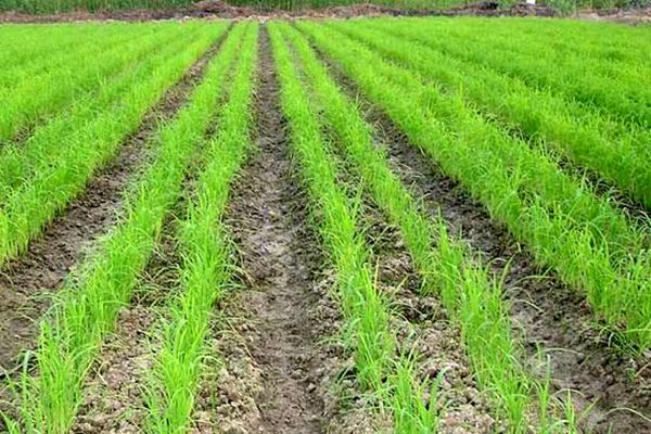 کاهش مصرف آب با خشکه کاری برنج