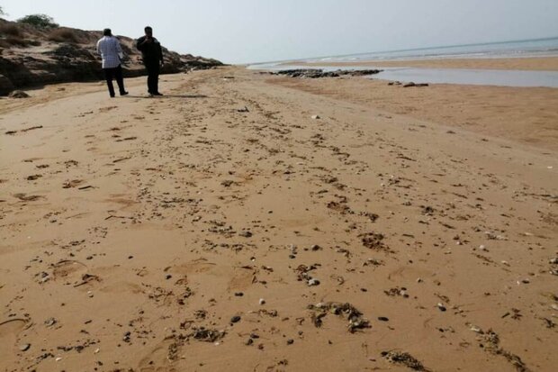 آلودگی ساحل گناوه به لکه‌های نفتی