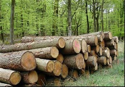 چراغ سبز وزیر به خصوصی‌سازی جنگل‌