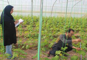 موفقیت محققان ایران در افزایش عملکرد صیفی‌جات و کاهش سموم با باکتری محرک رشد