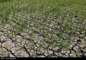 تاراج منابع آبی گلستان با کشت شالی/ چرا کشاورزان خشکه‌کاری را رعایت نمی‌کنند؟