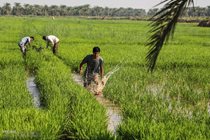 ممنوعیت کشت محصولات پر آب‌بر در استان ایلام