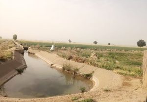 “گندم” پیشتاز سطح زیرکشت قراردادهای زمستانه در شبکه‌های آبیاری شمال خوزستان