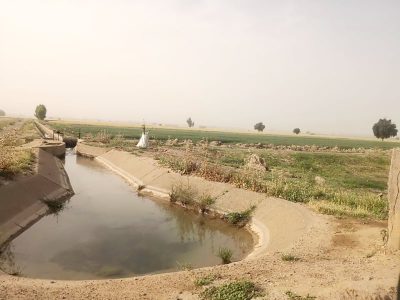 “گندم” پیشتاز سطح زیرکشت قراردادهای زمستانه در شبکه‌های آبیاری شمال خوزستان