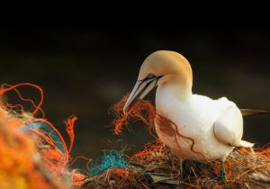 اولین مشاهده بلع میکروپلاستیک در پرندگان آبزی سواحل دریای خزر
