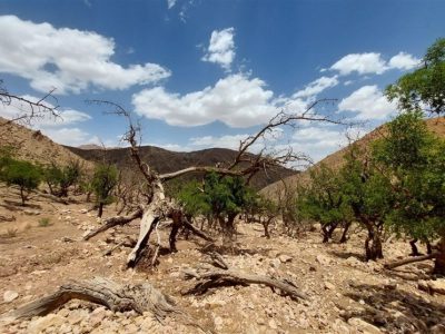 قاره سبز در حال تبدیل به قاره سیاه؛ انگلیس بدترین خشکسالی ۹۰ سال اخیر خود را تجربه می‌کند!