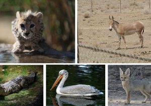 ۱۰۰ گونه مهره‌دار کشور در خطر انقراض/یوزپلنگ در صدر جدول