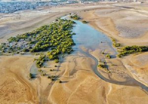 علت کاهش پوشش گیاهی تالاب “بردستان” بوشهر در دست بررسی است