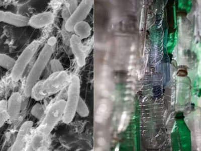 باکتری واقعا پلاستیک را می‌خورد