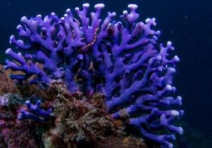 “آبسنگ‌های مرجانی” نخستین سد دفاعی در برابر طوفان/ مهم‌ترین تهدیدات مرجان‌ها در خلیج فارس چیست؟