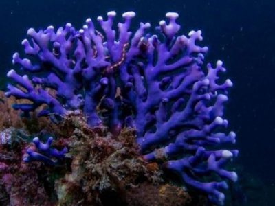 “آبسنگ‌های مرجانی” نخستین سد دفاعی در برابر طوفان/ مهم‌ترین تهدیدات مرجان‌ها در خلیج فارس چیست؟